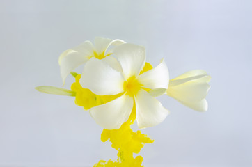 Frangipani or Plumeria flower with partial focus of dissolving yellow poster color in water for summer, abstract and background concept.