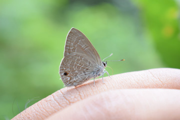 A tiny butterfly sitting on a human hand in front of blurred green natural background in bright daylight
