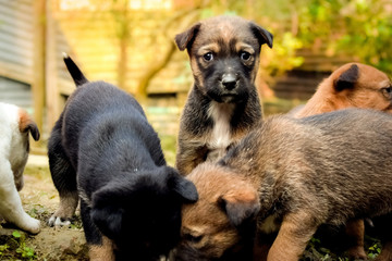 three puppies are playing among them on standing and looking at the camera