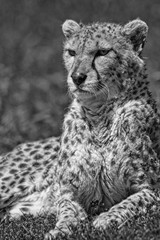 Close-up Cheetah Sitting On Field