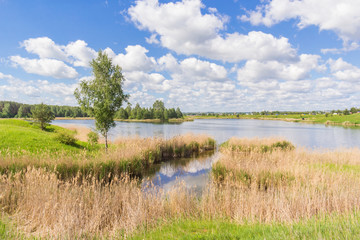 Dry reed thickets on the lake