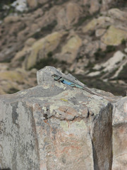 Lizard on a stone