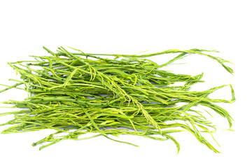 Climbing Wattle or Acacia vegetable isolate on white background