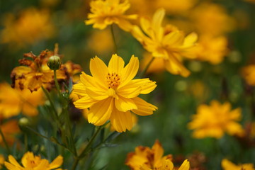 yellow flower in the garden