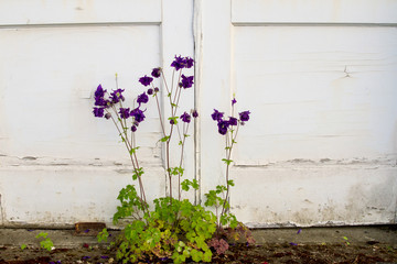 Fototapeta na wymiar Purple wildflowers grow by an old painted door with peeling paint; Rustic image of wildflowers blooming in spring against a painted wooden wall