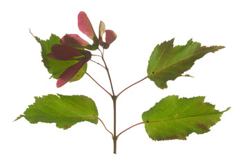 Maple tree twig with seeds and leaves isolated on white background