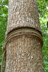 Picture of a tree with a rope wrapped around it - closeup