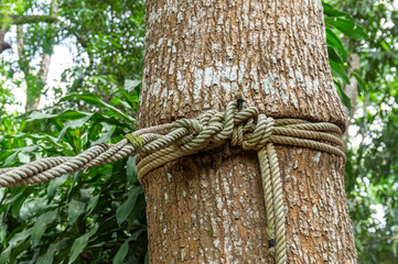 Picture of a tree with a rope wrapped around it - closeup