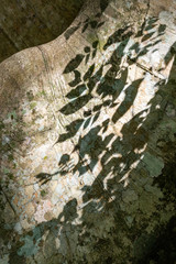 Picture of a tropical tree with shadow of a plant - closeup
