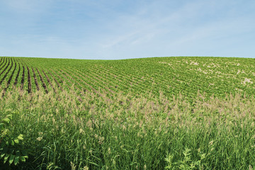 Fototapeta na wymiar 丘の畑