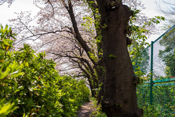 遊歩道と桜並木