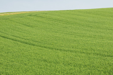 Fototapeta premium 麦畑