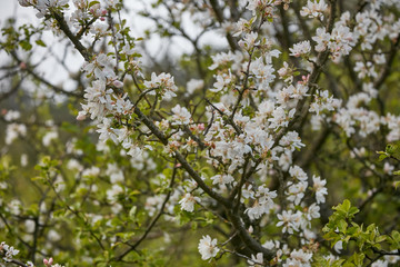 blooming Apple tree in the garden