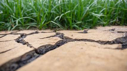 Cracked ground and green grass