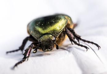 Green metallic beetle