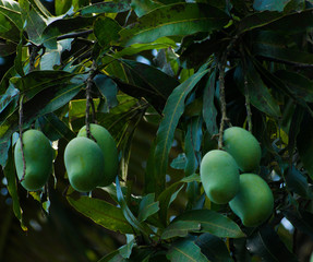 Seasonal fruit: Mango. This fruit can be found mostly during the summer season. Bunch of mango fruits from the garden.
