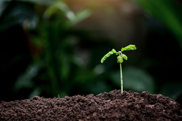 Hands of the farmer are planting the seedlings into the soil