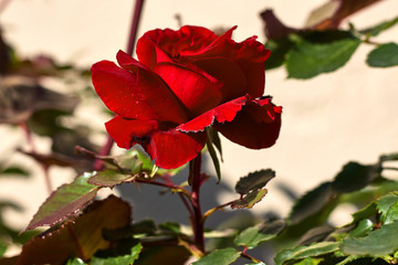 Beautiful rose with red petals