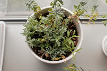 Decorative spice plant on a windowsill in a high rise apartment building