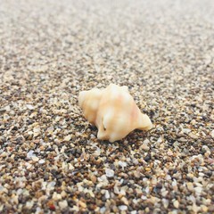 seashell on the beach