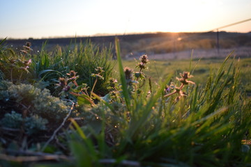 grass in the sun