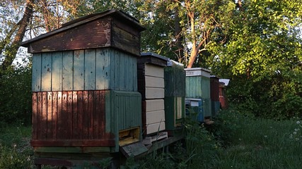 Various wooden beehives placed in shade of a tree lane next to agricultural field, late afternoon sunshine. 