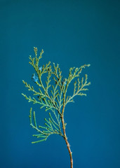 Dried arborvitae on wall background