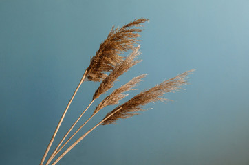 Dry reeds as an interior decor