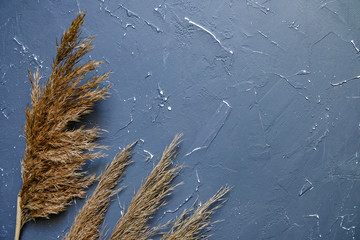 dry reeds on a textured background