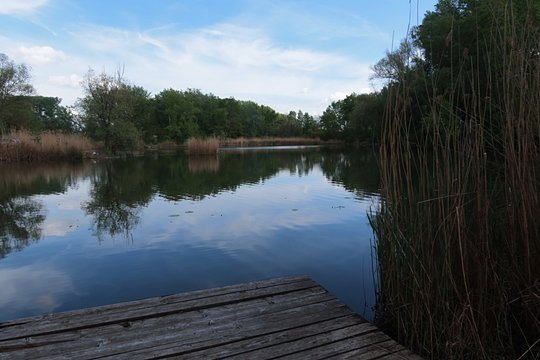 Landscape with standing water of dead river arm, wooden molo pier in front, cane foliage and broadleaf trees around water. 