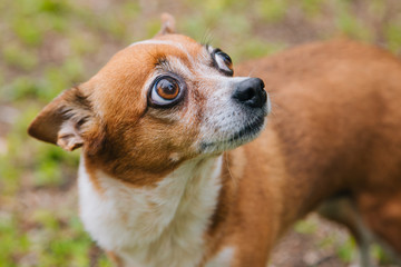 A large portrait of a big-eyed dog on a background of grass. Brown toy terrier dog on a walk
