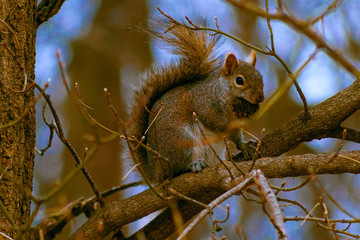 Squirrel eating a nut