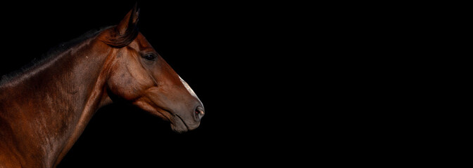 HORSE black isolated