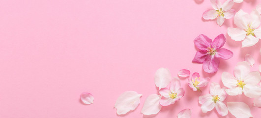 Naklejka na ściany i meble pink apple flowers on pink background