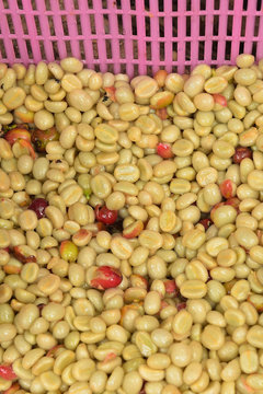 Coffee beans,In the ferment and wash method of wet processing