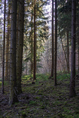 Fototapeta na wymiar Landschaft im Frühling