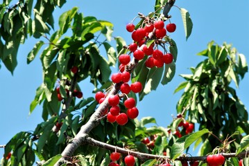 日が当たるさくらんぼ