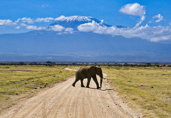 Elephant walking on the road in front of Mount Kilimanjaro