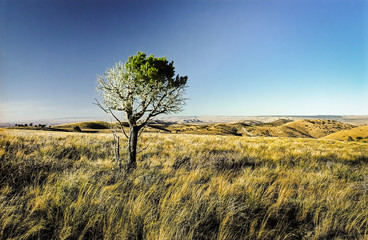 Wide angle of lone pinyon pine in field of dry grass