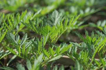 small green seedlings in greenhouse, green background