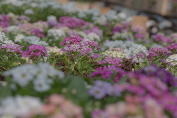 small colorful seedlings in greenhouse, colorful background