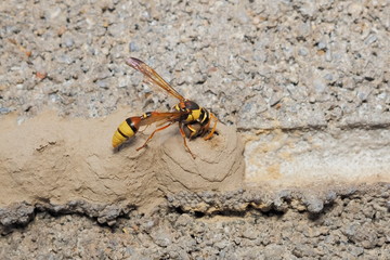 a Yellow Mud Dauber take the mud making the nest on brick wall.
