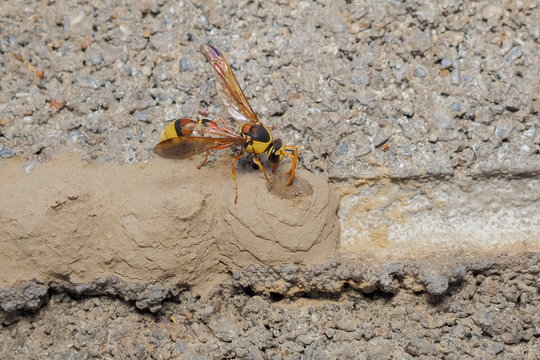 a Yellow Mud Dauber take the mud making the nest on brick wall.