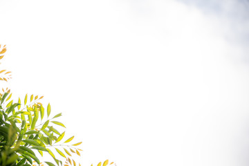 Obraz premium 新緑の葉のフレーム 