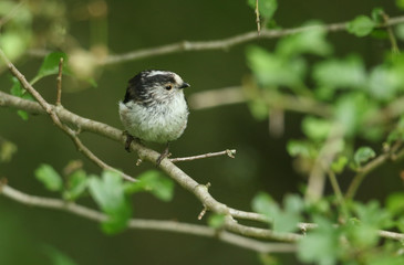 A pretty Long-tailed Tit, Aegithalos caudatus, perching on a branch of a tree in springtime.	