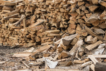 a pile of firewood lies in the forest. beautiful forest landscape