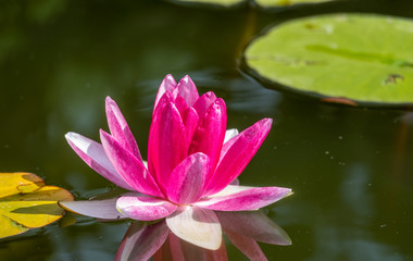 Pink water lily flower, Nymphaea lotus, Nymphaea sp. hort., on a dark water background.