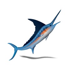 Fototapeta premium A blue marlin fish illustration.