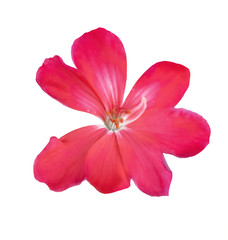 pink geranium flower on white background close up