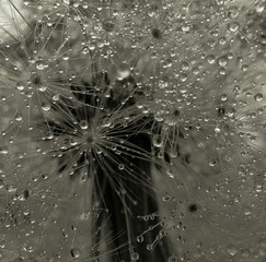 Close-up Of Wet Dandelion Seed During Monsoon